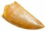 Serrated Raptor Tooth - Real Dinosaur Tooth #364876-1